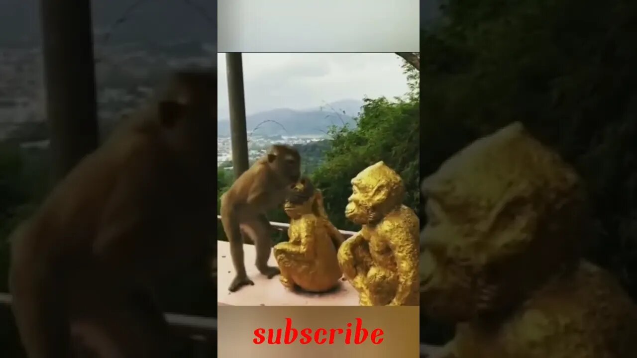 monkey funny video tik tok|monkey comedy videos funny|monkey short video|short|monkey prank video|😂