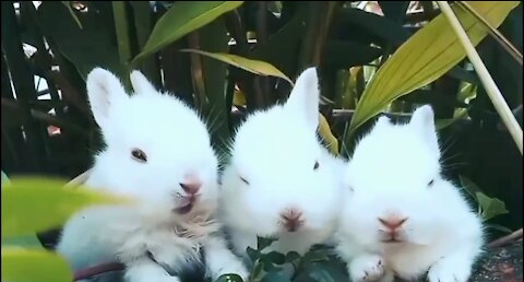 Cute Baby Rabbits Playing,Feeding Activities . Bunny Rabbit (Baby Rabbits)