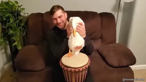 PATO TOCANDO UM TAMBOR 480p