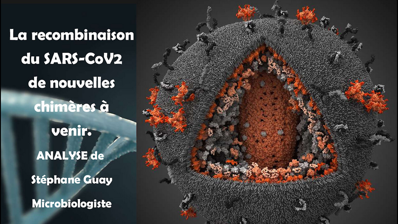 La recombinaison du SARS CoV2 - de nouvelles chimères à venir