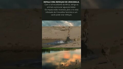 Impala vacila e vira banquete para crocodilos