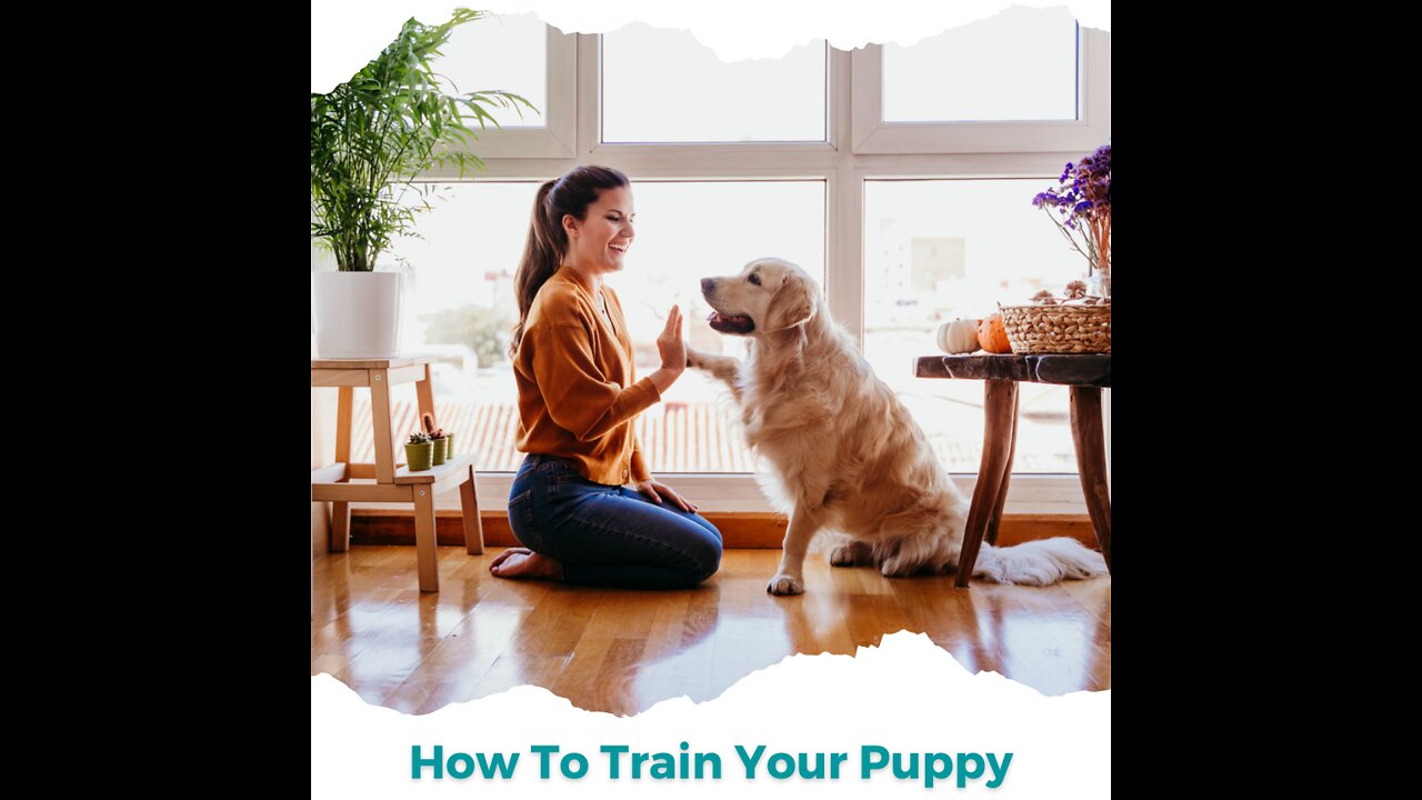 Online Puppy Training Course | How To Train Your Puppy Book