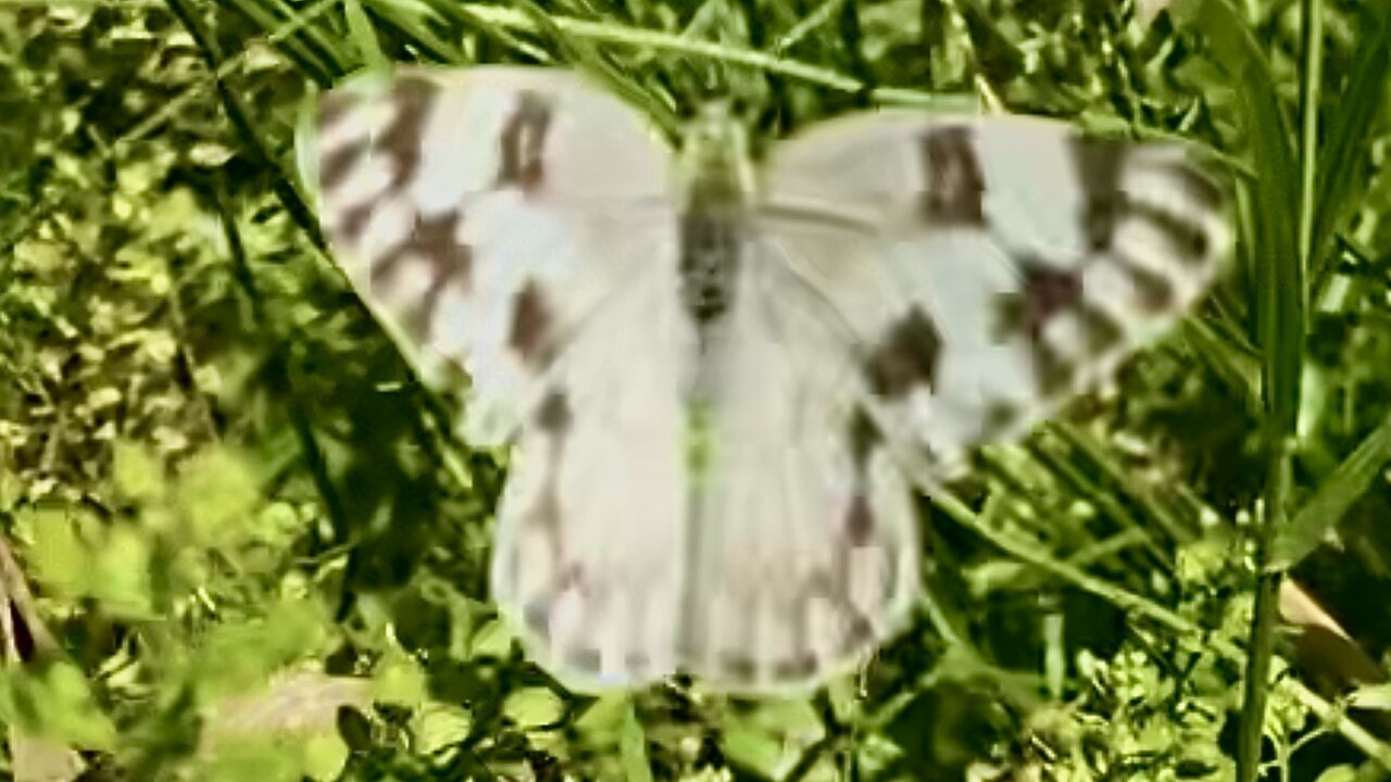 Checkered White Butterfly