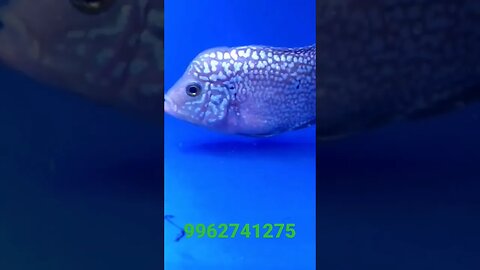 Wight pearl red kamfa f2 flowerhorn