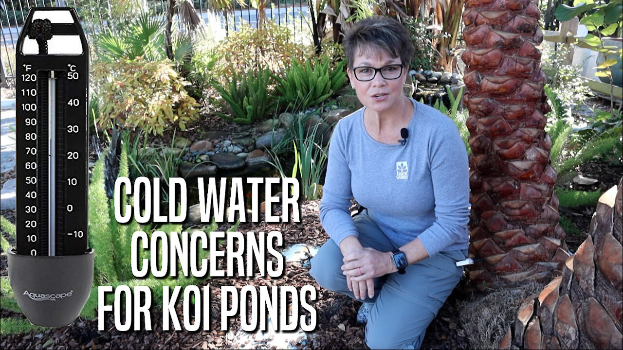 Cold Water Concerns for Koi Ponds