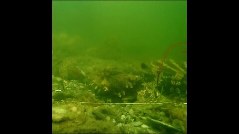 anyone see the fish here?