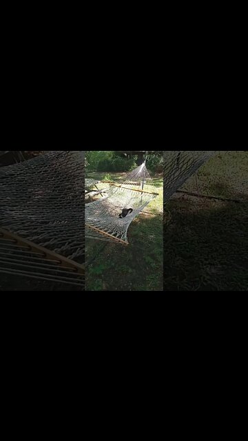 Cat in my Hammock