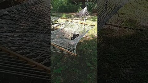 Cat in my Hammock