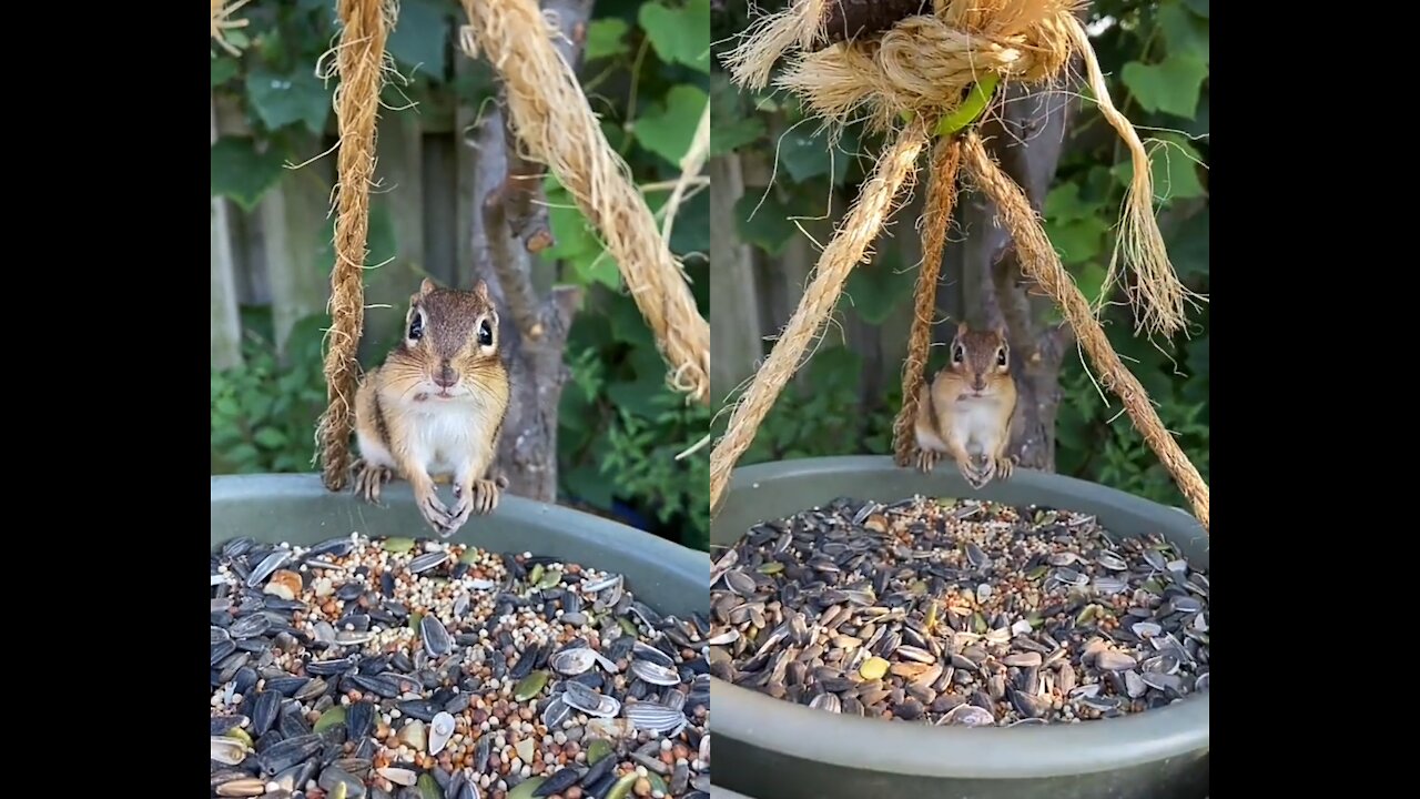 SQUARE LOVE TO EAT 🥜🐿️