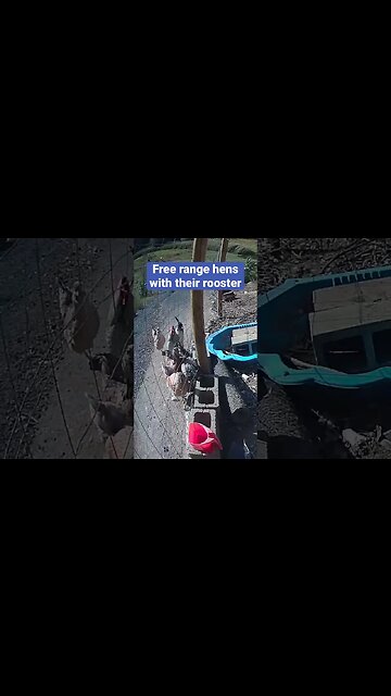 Farm surveillance. Hens and their rooster