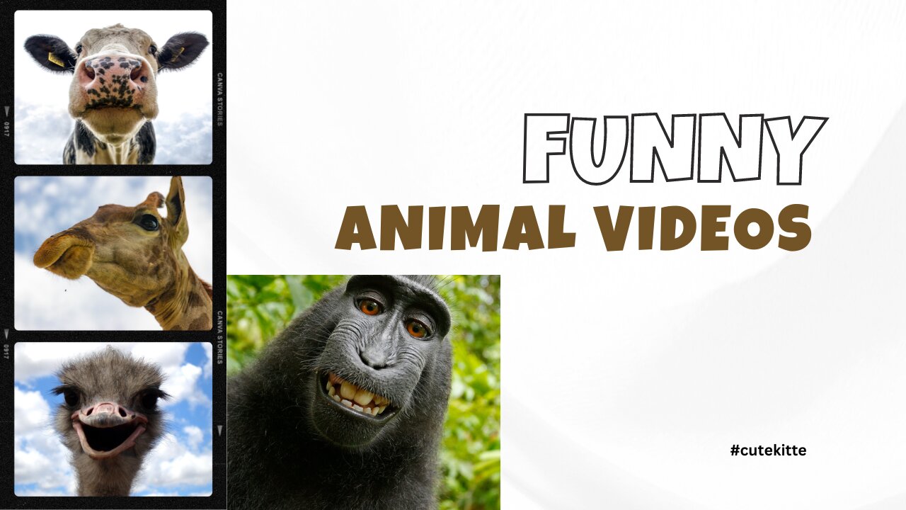 🤣 Animal funny video 😂