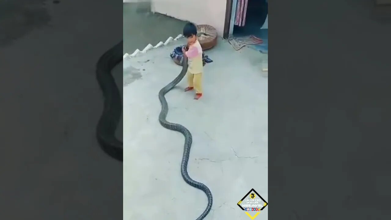 Boy playing with 12feet king cobra #viral #shorts #reels #snakevideo #kingcobra