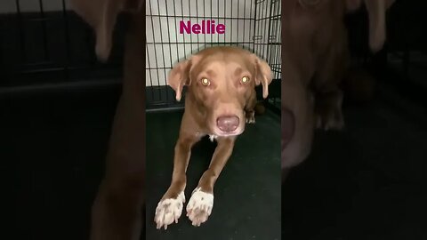 [Shorts 0085] NELLIE [#dogs #doggos #doggies #puppies #dogdaycare]