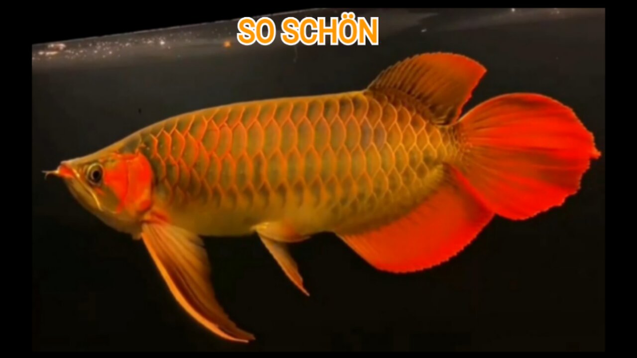 SUPERROTER AROWANA-ORANALFISCH AUS WEST-KALIMANTAN, INDONESIEN, DER SEHR SCHÖN IST