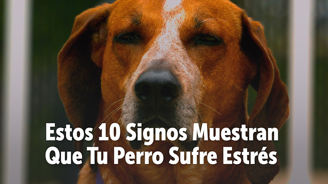 Estos 10 Signos Muestran Que Tu Perro Sufre Estrés