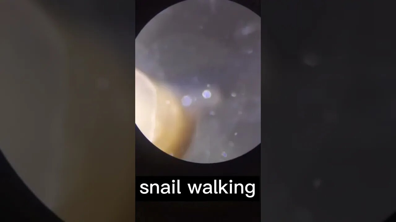 Amazing Microscope Snail 🐌 walking in🔬 that is necessary to know #MfrQuotes