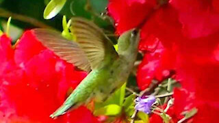 IECV NV #318 - 🐤 Slow Motion For You Hummingbird Lover's 5-18-2017