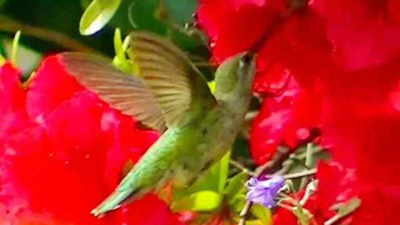 IECV NV #318 - 🐤 Slow Motion For You Hummingbird Lover's 5-18-2017