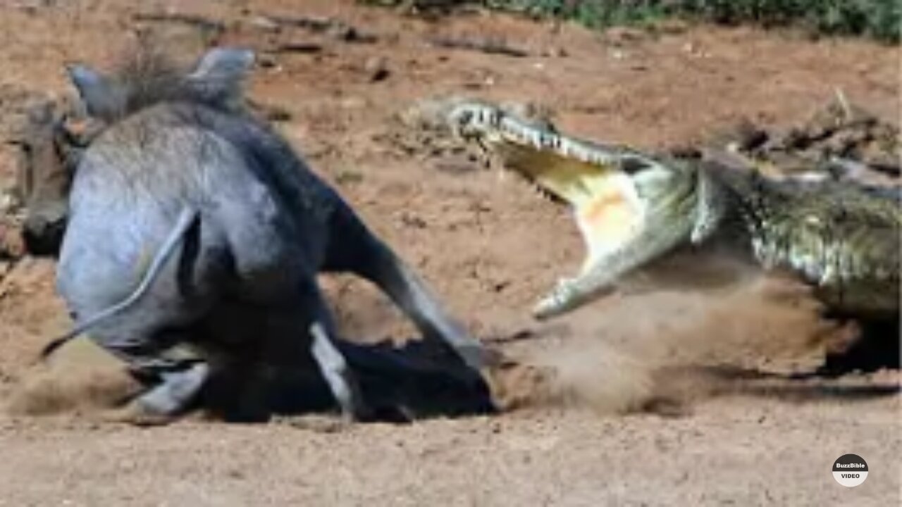 CROCODILE ATTACKS WARTHOG