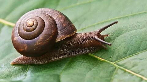 10 Amazing Facts About Snails