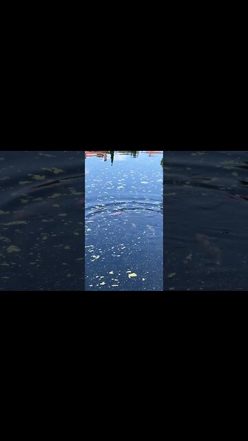 Koi Fish Playing #Shorts