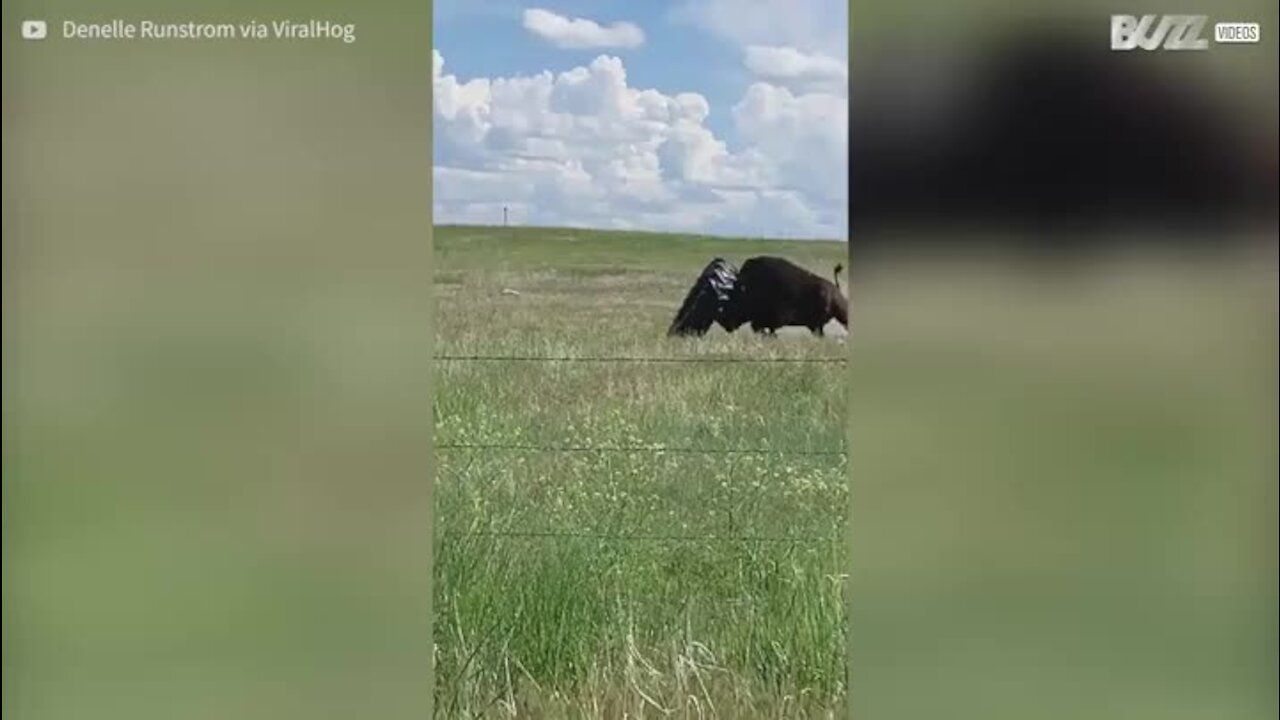 Un buffle plein de vigueur s'amuse avec un pneu