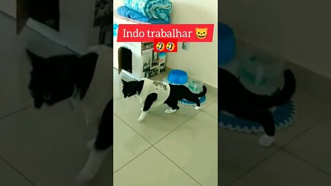 Gato Bartolomeu Tunico depois do feriado e indo trabalhar. Pessoa preguiçosa. Gato cantando 😺😹