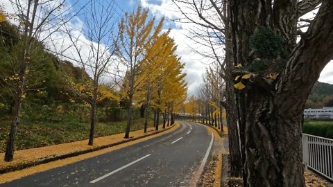 Beautiful Yellow Kyoto #shorts #yellow #autumn #kyoto