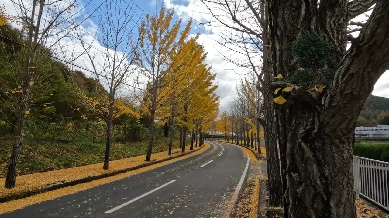 Beautiful Yellow Kyoto #shorts #yellow #autumn #kyoto