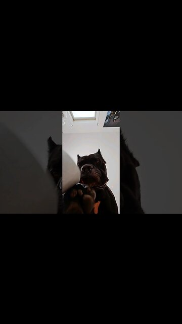 POV: Every day with my dogs #shorts #canecorso #funnyvideo