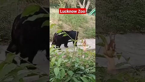 Enjoy in Lucknow zoo🦕Dangerous Bear in Lucknow Zoo #shorts #youtubeshorts