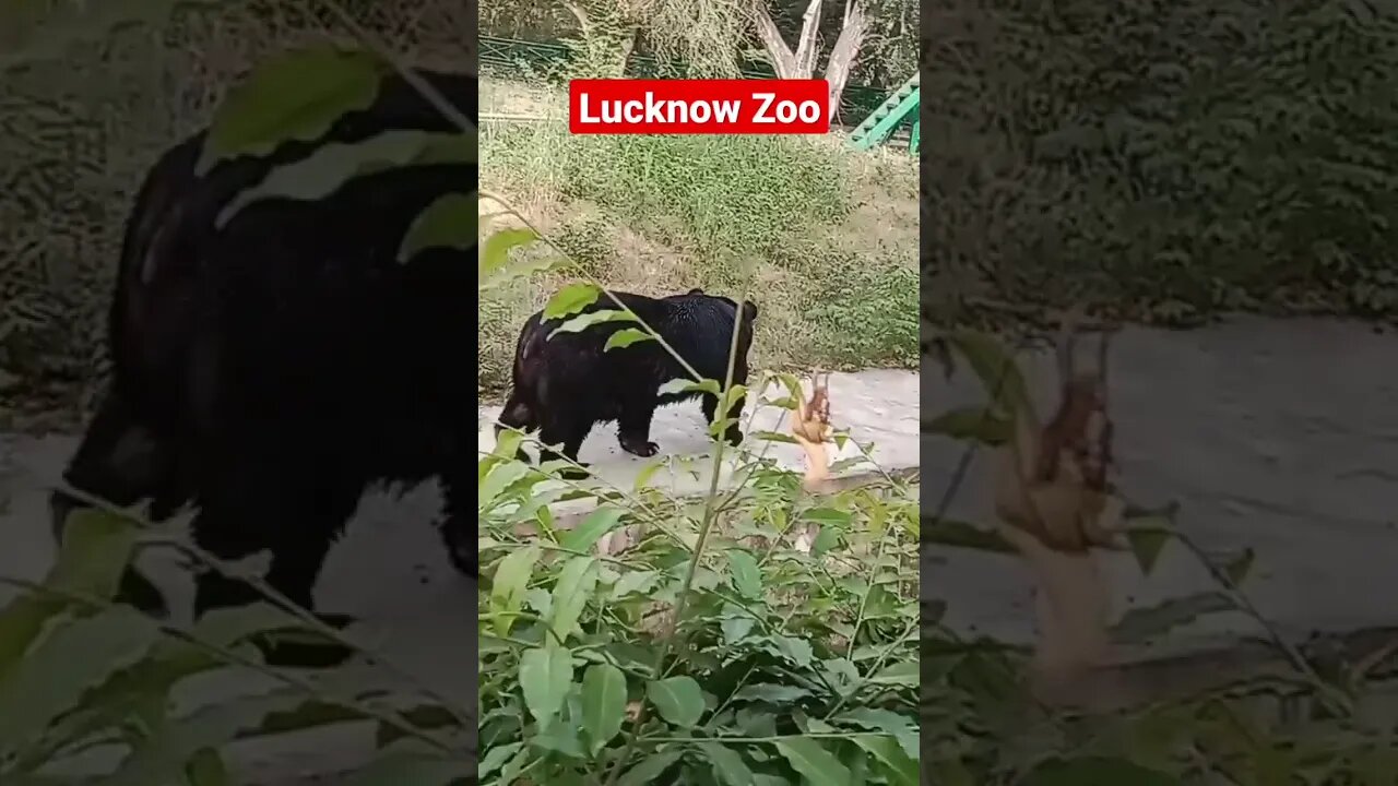 Enjoy in Lucknow zoo🦕Dangerous Bear in Lucknow Zoo #shorts #youtubeshorts