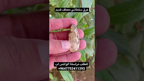 عرق سلطاني معطف