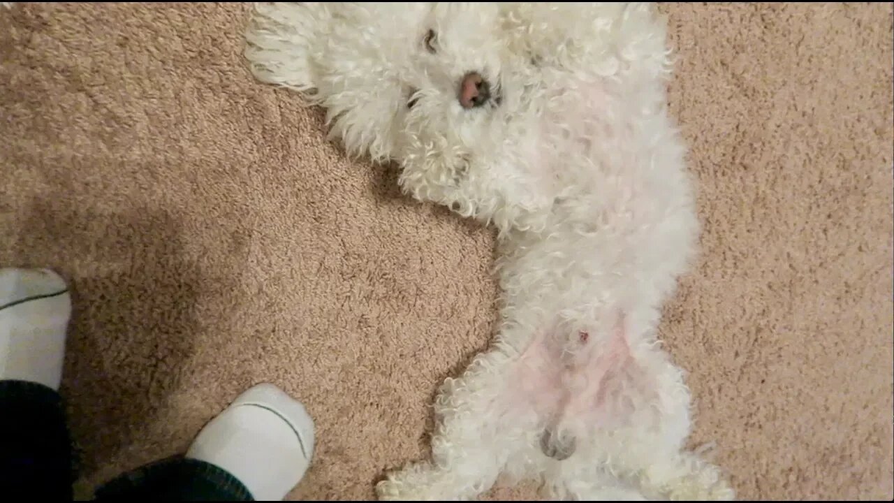 He Wouldn't Stop Asking for Belly Rubs!