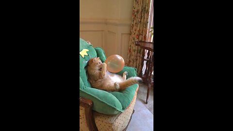 Funny Video 2024