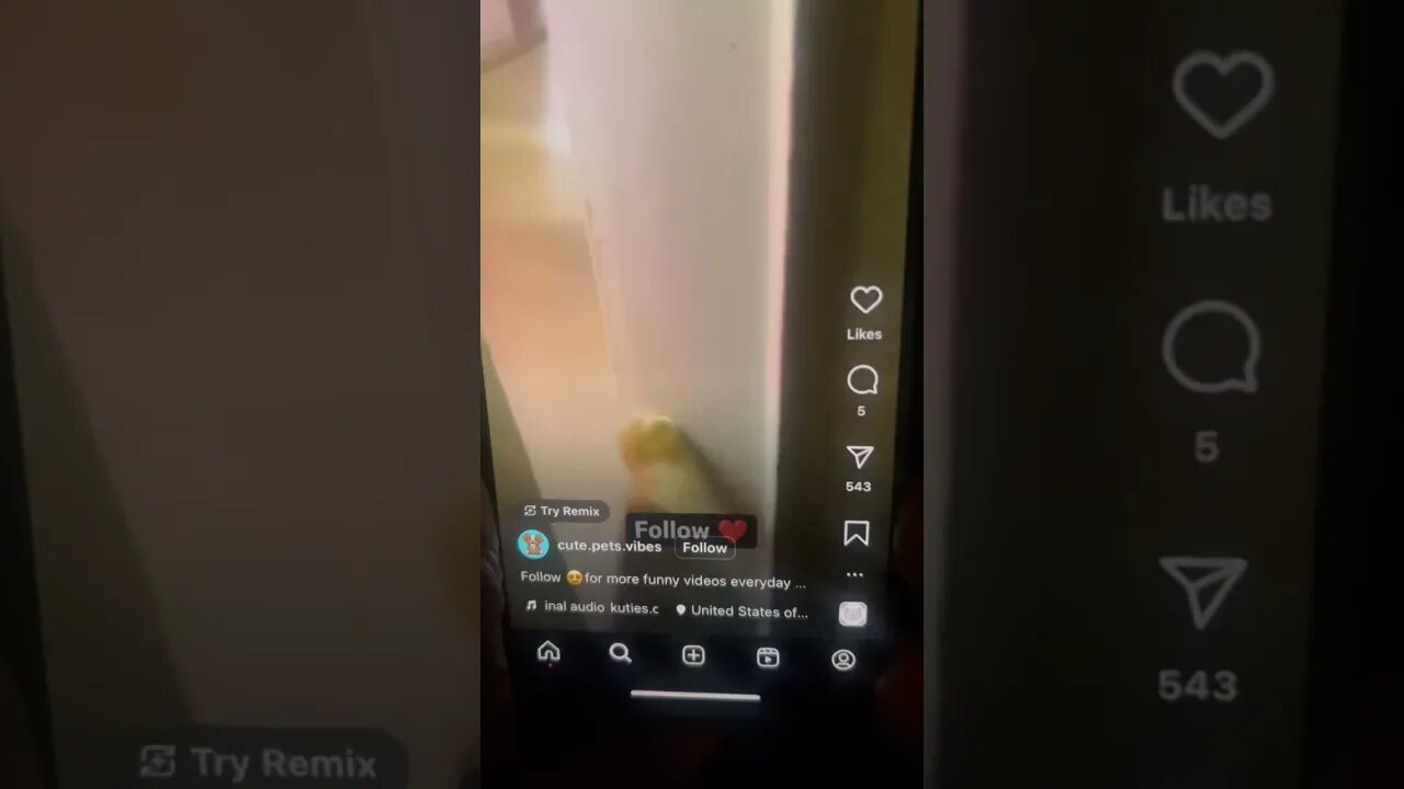 Dog making music 2023