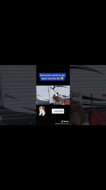 Oldie But A Goodie. #hot #dog #hotdog #stbernard #inside #ac #airconditioning