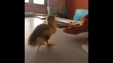 my little duck painter