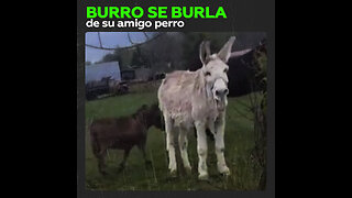 Un burro se burla de la desgracia ajena