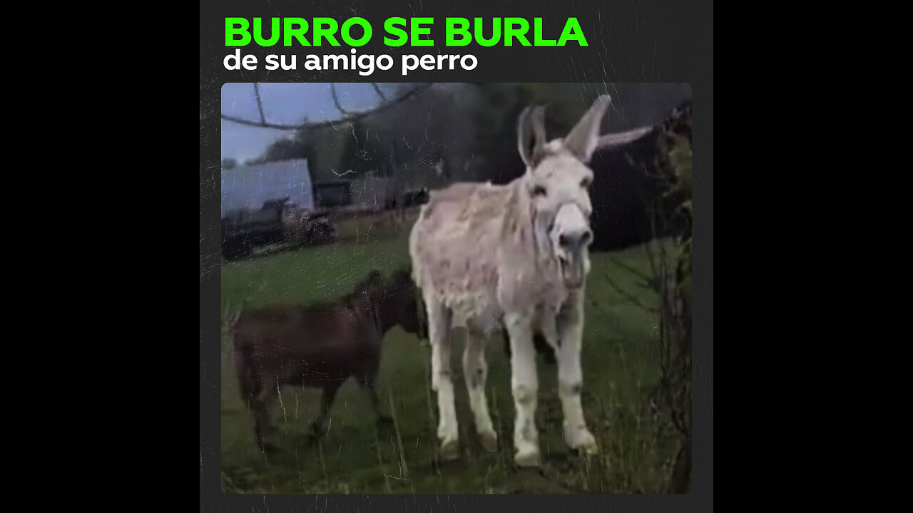 Un burro se burla de la desgracia ajena