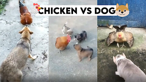 🐶Dog vs Hen🐔 | Funny fight😂