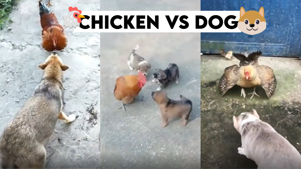 🐶Dog vs Hen🐔 | Funny fight😂