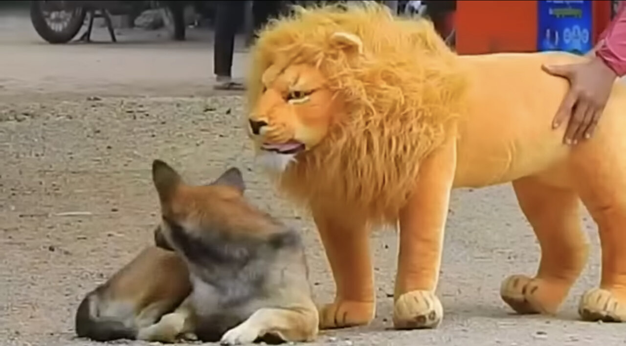 Epic Lion Prank on Dogs- Their Hilarious Reaction!