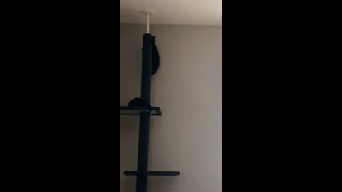 Kitty Climbs High