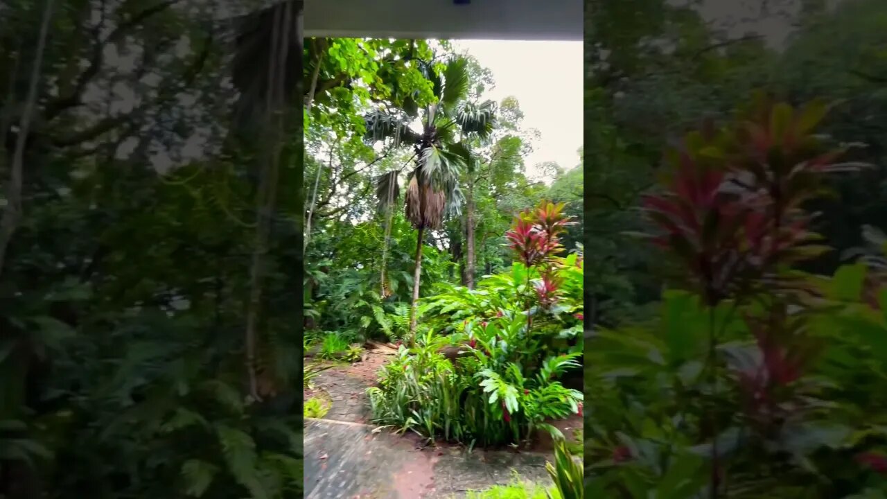 Deep In A Seychelles Jungle 😱