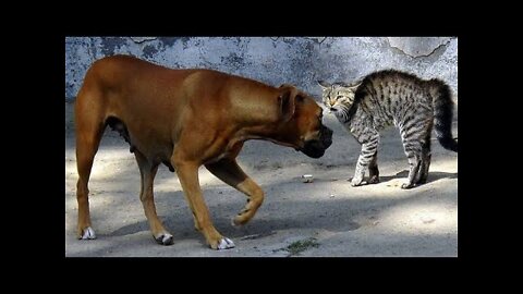 Funny animals Dog 🐕 VS 🐈 Cat video