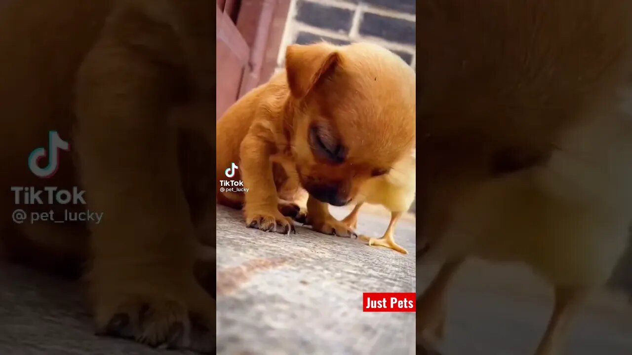 Cutest Puppy Love #shorts #viral #tiktok #dog #funnyanimals