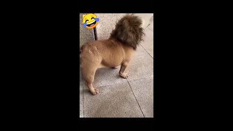 Funny dog video#