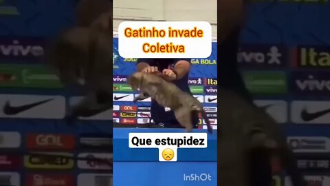 Gatinho invade coletiva #shorts