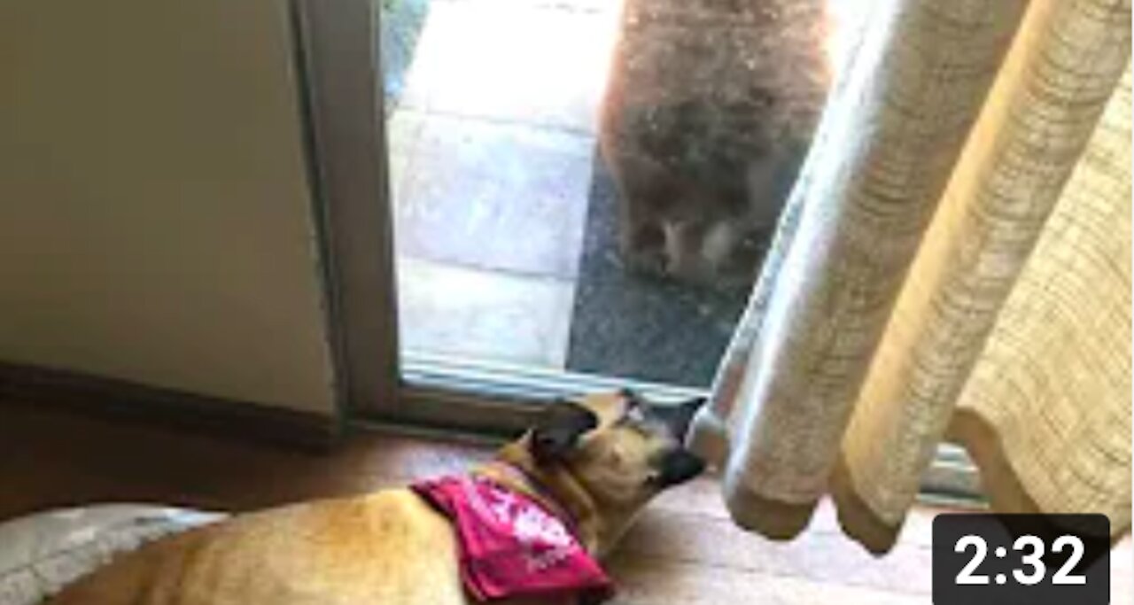 Dog Wakes Up to a Creepy Bear